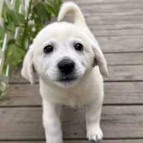 Thumbnail photo of Arya #1