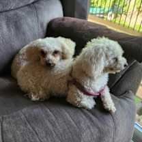 Thumbnail photo of Q-Tip #2