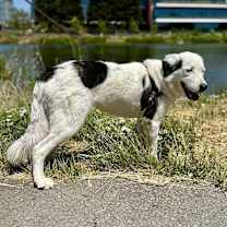 Thumbnail photo of Luna #2