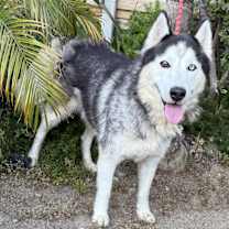 Thumbnail photo of Atlantis #2