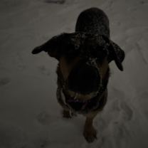 Thumbnail photo of Cali #4