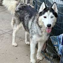 Thumbnail photo of Atlantis #1