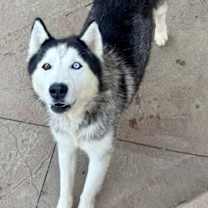 Thumbnail photo of Atlantis #4