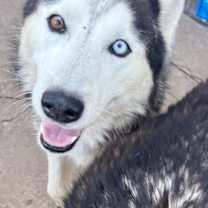 Thumbnail photo of Atlantis #1