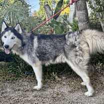 Thumbnail photo of Atlantis #4