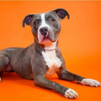 Thumbnail photo of Maggie (Liyla) #4