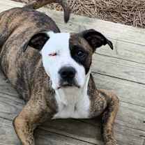 Thumbnail photo of Skye #3