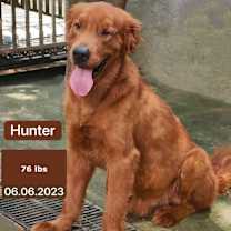 Thumbnail photo of Hunter #1