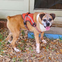 Thumbnail photo of Kayla - Silver Heart #1