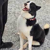 Thumbnail photo of Oreo #1