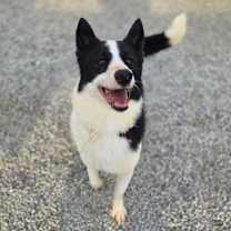 Thumbnail photo of Oreo #2