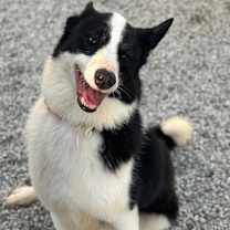 Thumbnail photo of Oreo #3