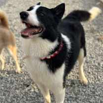 Thumbnail photo of Oreo #4