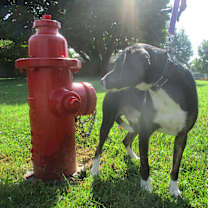 Thumbnail photo of Nick #3