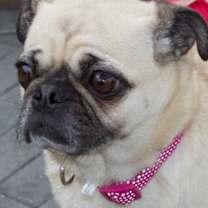 Thumbnail photo of Lady Gaga or Lady Gigi #1