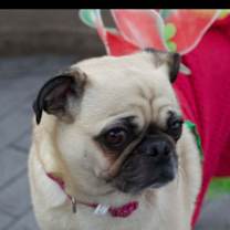 Thumbnail photo of Lady Gaga or Lady Gigi #2