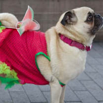 Thumbnail photo of Lady Gaga or Lady Gigi #3