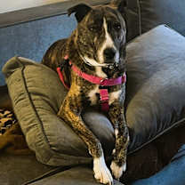 Thumbnail photo of Chloe #4