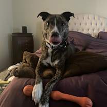 Thumbnail photo of Chloe #3