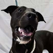 Thumbnail photo of Blossom #3