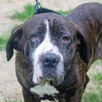 Thumbnail photo of Sully #2