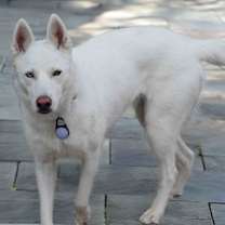 Thumbnail photo of Snowflake #2