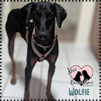 adopt-pet