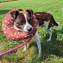 Thumbnail photo of Charlie in Wooster #4