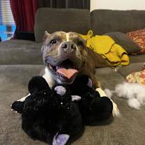 Thumbnail photo of Gidget #2