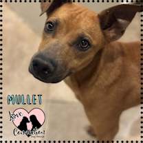adopt-pet