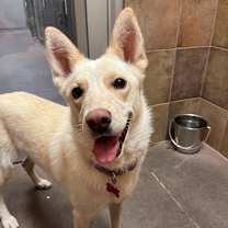 Thumbnail photo of Indy #4