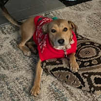 Thumbnail photo of Harlow #1