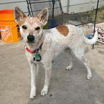 Thumbnail photo of Penny #2