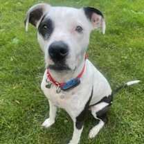 Thumbnail photo of Fray #1