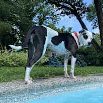 Thumbnail photo of Fray #2