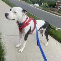 Thumbnail photo of Fray #4