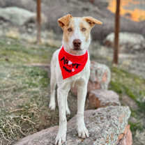 Thumbnail photo of Moby Dollar #1