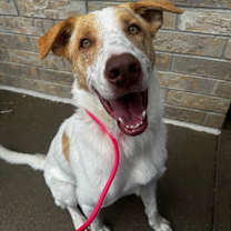 Thumbnail photo of Moby Dollar #3