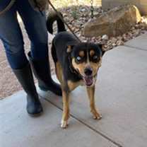 adopt-pet