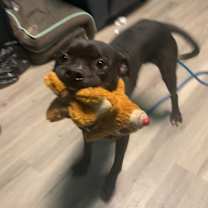 Thumbnail photo of Tapatio #4