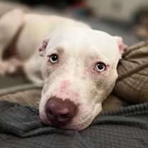 Thumbnail photo of Cyan #3