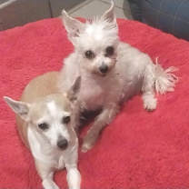 Thumbnail photo of Shrimp LF #2