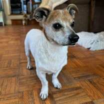 Thumbnail photo of Raph #3