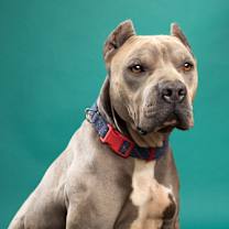 Thumbnail photo of Brutus #1