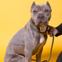 Thumbnail photo of Brutus #2