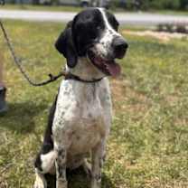 Thumbnail photo of Imposter #2