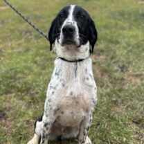 Thumbnail photo of Imposter #4