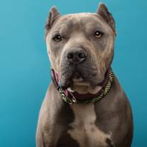 Thumbnail photo of Brutus #3