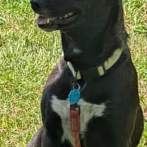 Thumbnail photo of Maple #2