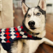 Thumbnail photo of Rufe #4